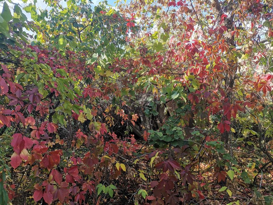 Поселим в дом 2 комнаты с участоком, садом.