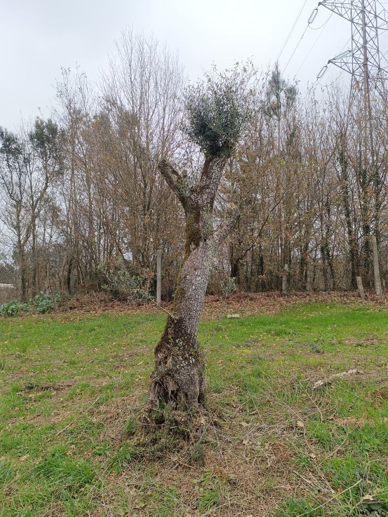 Oliveiras Centenárias para jardim