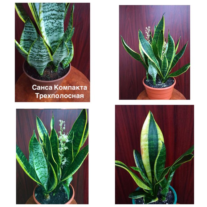 Имп Уайт Наташа  Али  Голд Крит Батерфляй Канари Муншайн Капертон