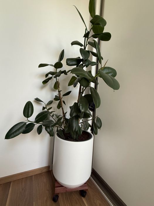 Kwiat  Fikus sprężysty