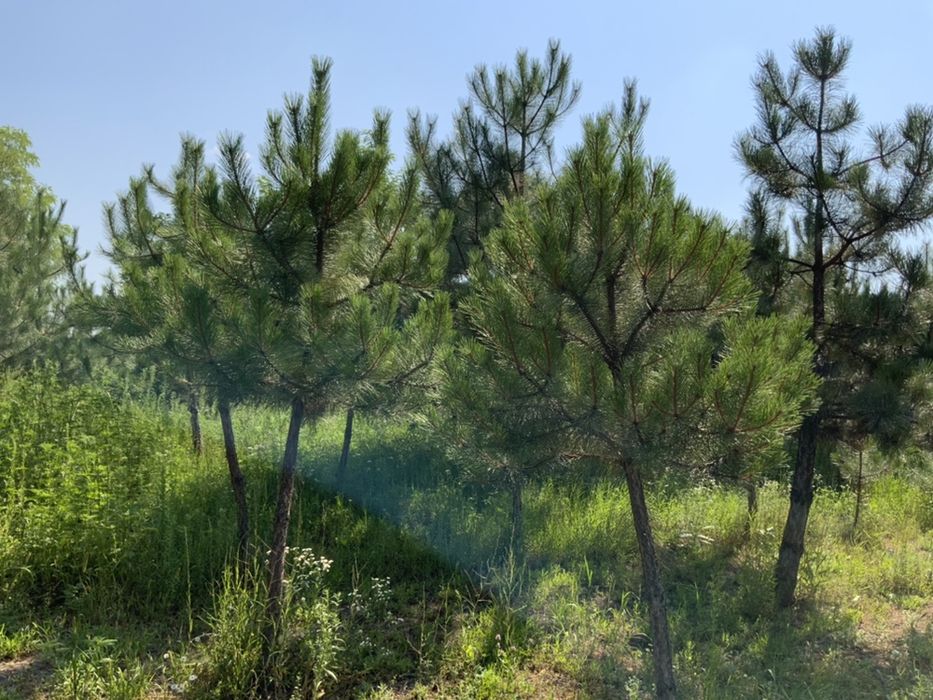 Кримська сосна з грудкою землі