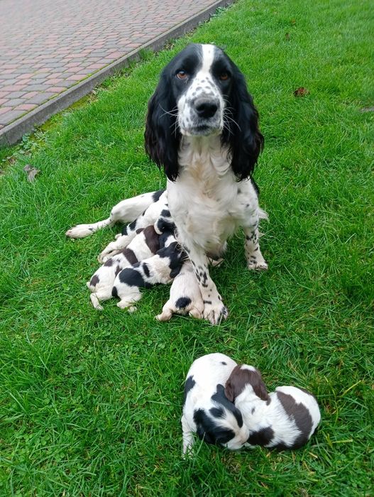 Щенята спаніеля.