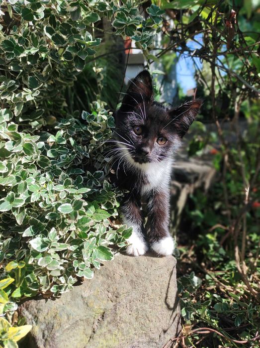 Кошеня котик в хороші руки
