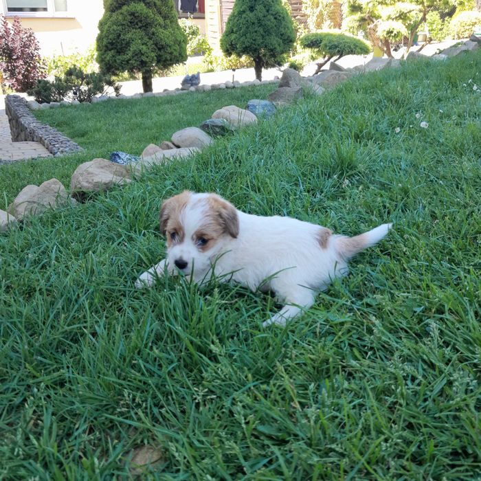 Jack Russell Terrier ZKwP FCI