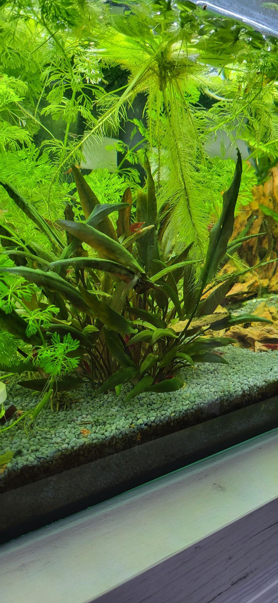 Cryptocoryne petchii pink