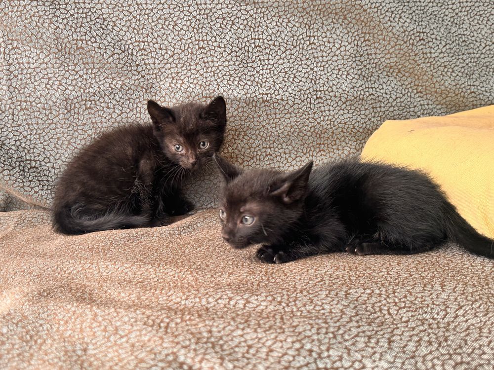 Gatinhos trigemeos a procura de casa .