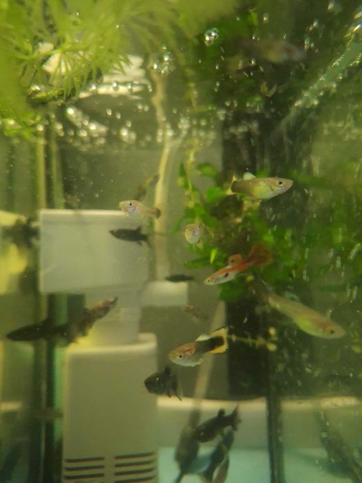 Gupik samce i samice , młode różny rodzaj  wielkości około 2-3 cm