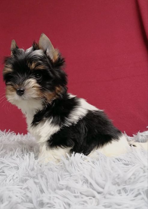 York Biewer Yorkshire Terrier z rodowodem