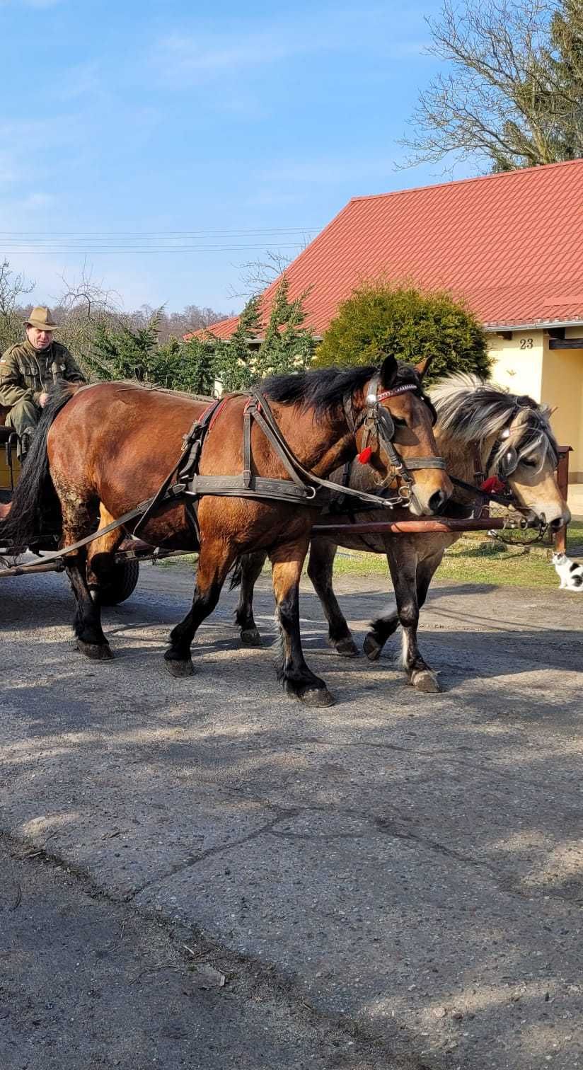 Klaczka pół fiord  !!!