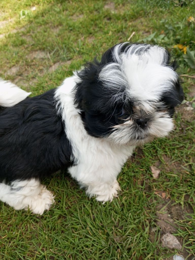 Shih tzu piesek czarno biały