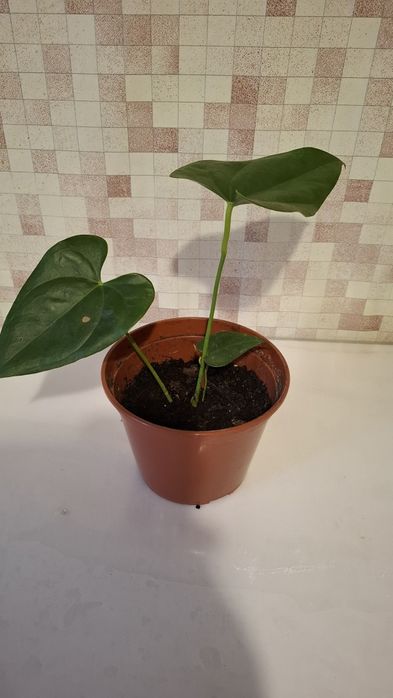 Антуриум(красный)