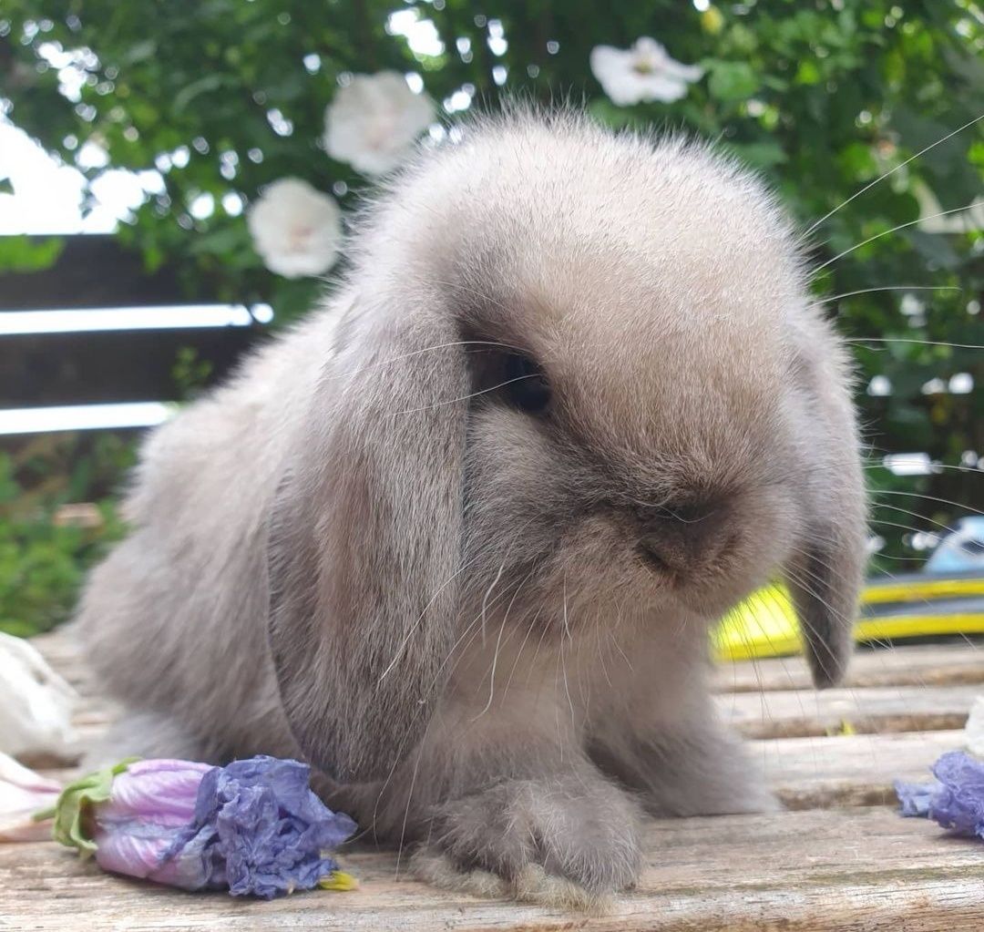 KIT Coelhos anões orelhudos, mini lop super inteligentes