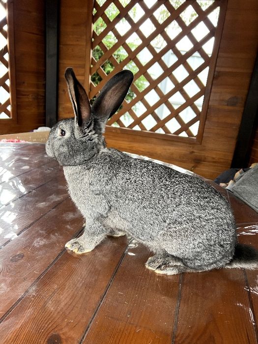 Ціну знижено !!! Кролі по 160 грн ))