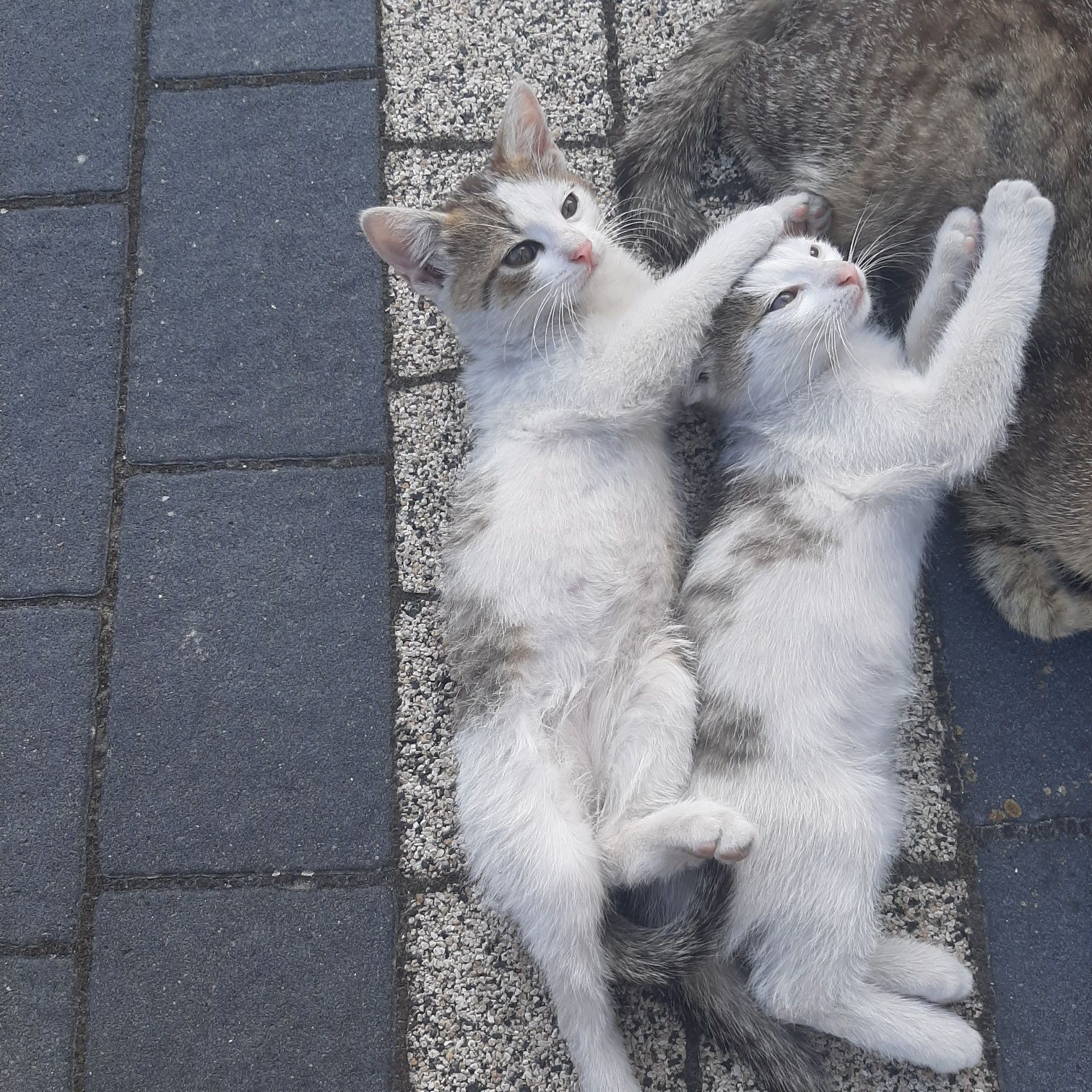 Oddam kotki w dobre ręce