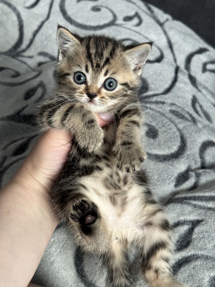 Шотландські котята