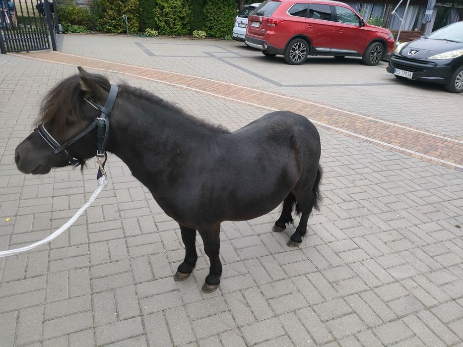 Mini Szetlandy ogierek kuc
