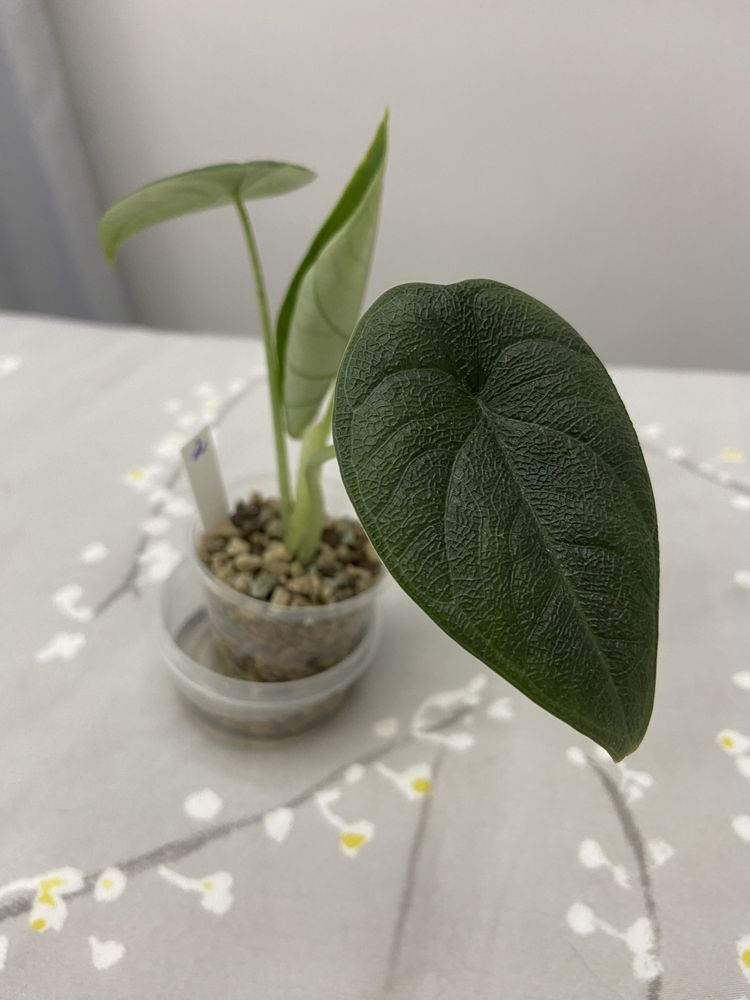 Alocasia Melo babys