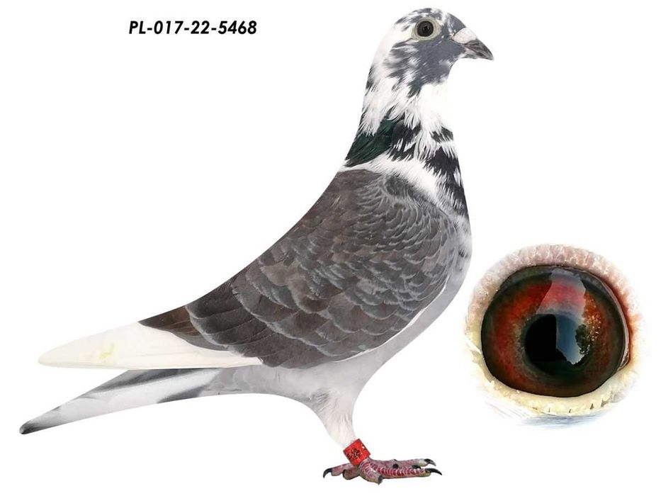 Młody gołębie pocztowe