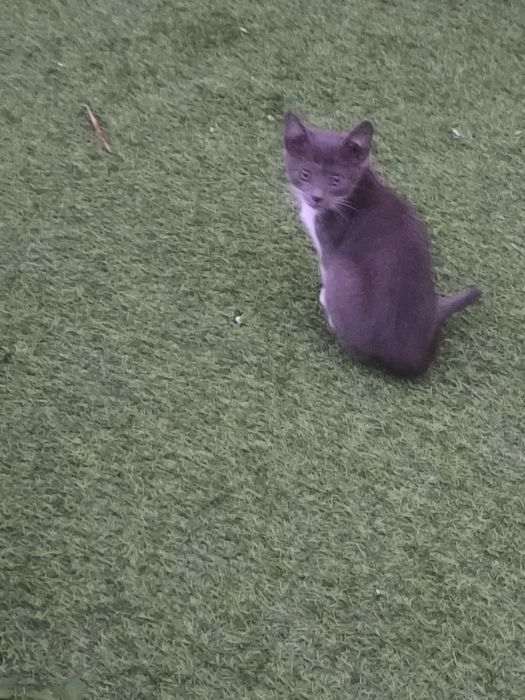 Doa-se gatos brancos e cinza