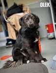 Olek, 1, 5 roczny, 10kg, przyjazny, adopcja