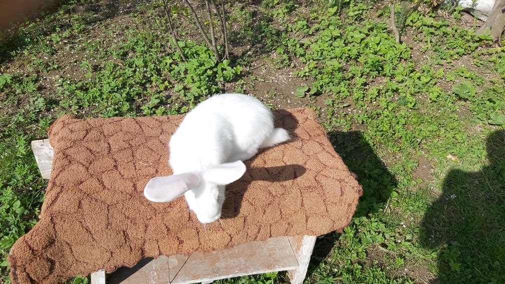 Молодняк кроликів білий велетень 250гривень місяць життя