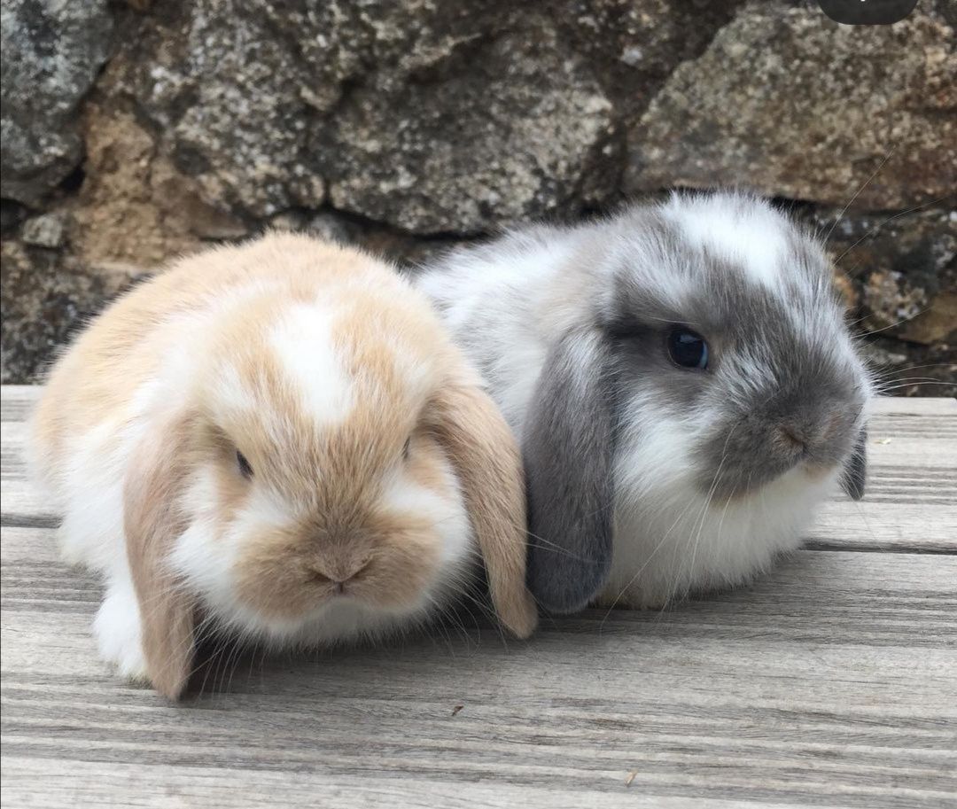 KIT Coelhos anões orelhudos(mini lop) muito dóceis