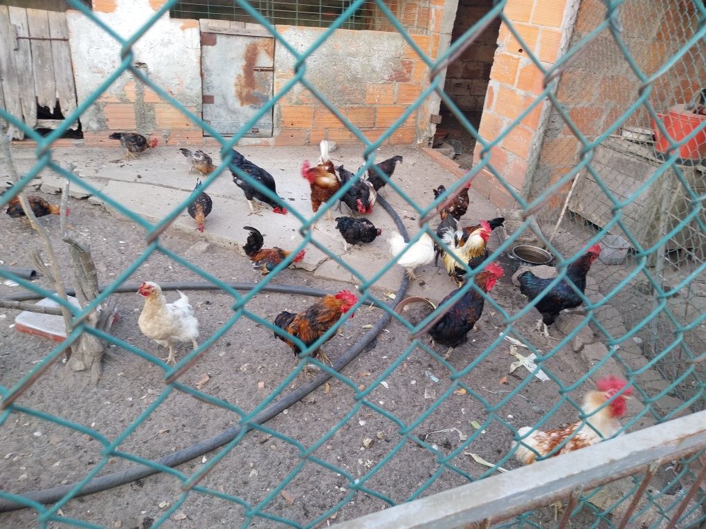Galos caseiros..