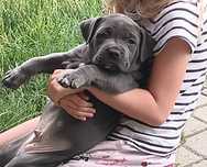 Amstaff blue samiec
