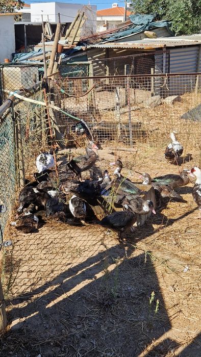Patos mudos para venda