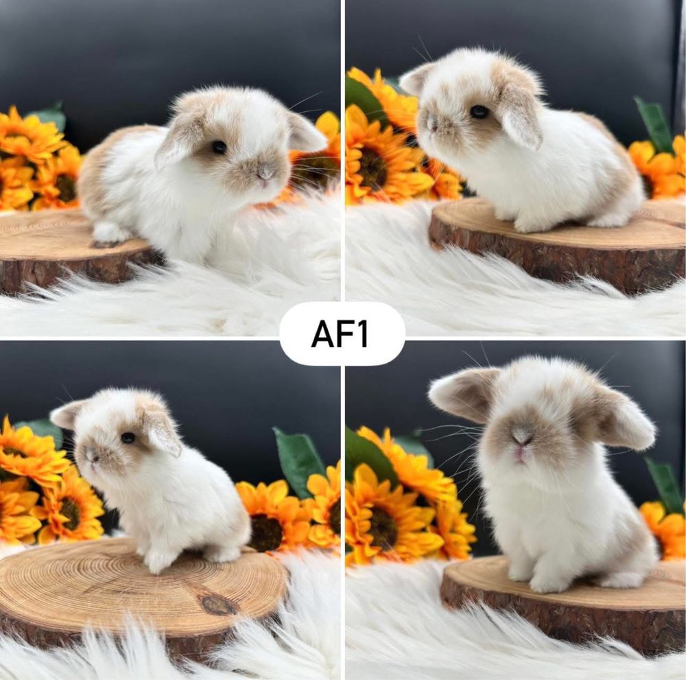 Króliki Mini Lop