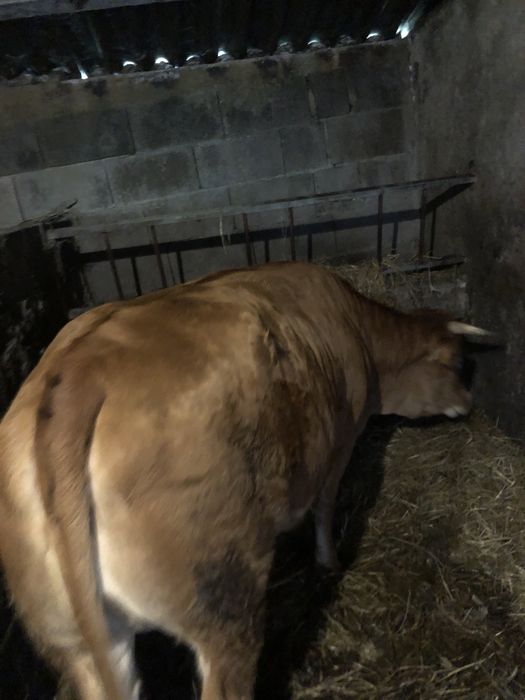 Vendo minhota pura prenha