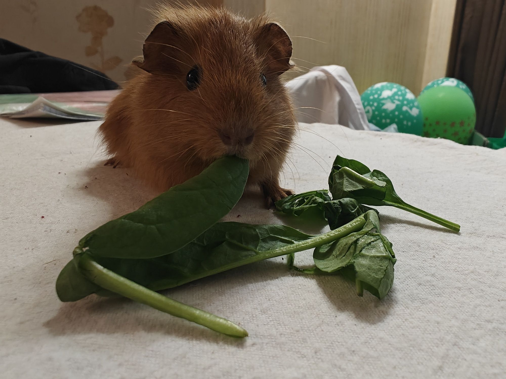 Морська свинка Crested