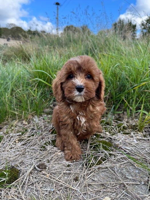 cavapoo szczeniak