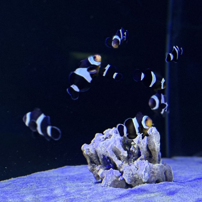 Amphiprion ocellaris S/M 4-5 cm Black Błazenek Czarny Akwarium Morskie