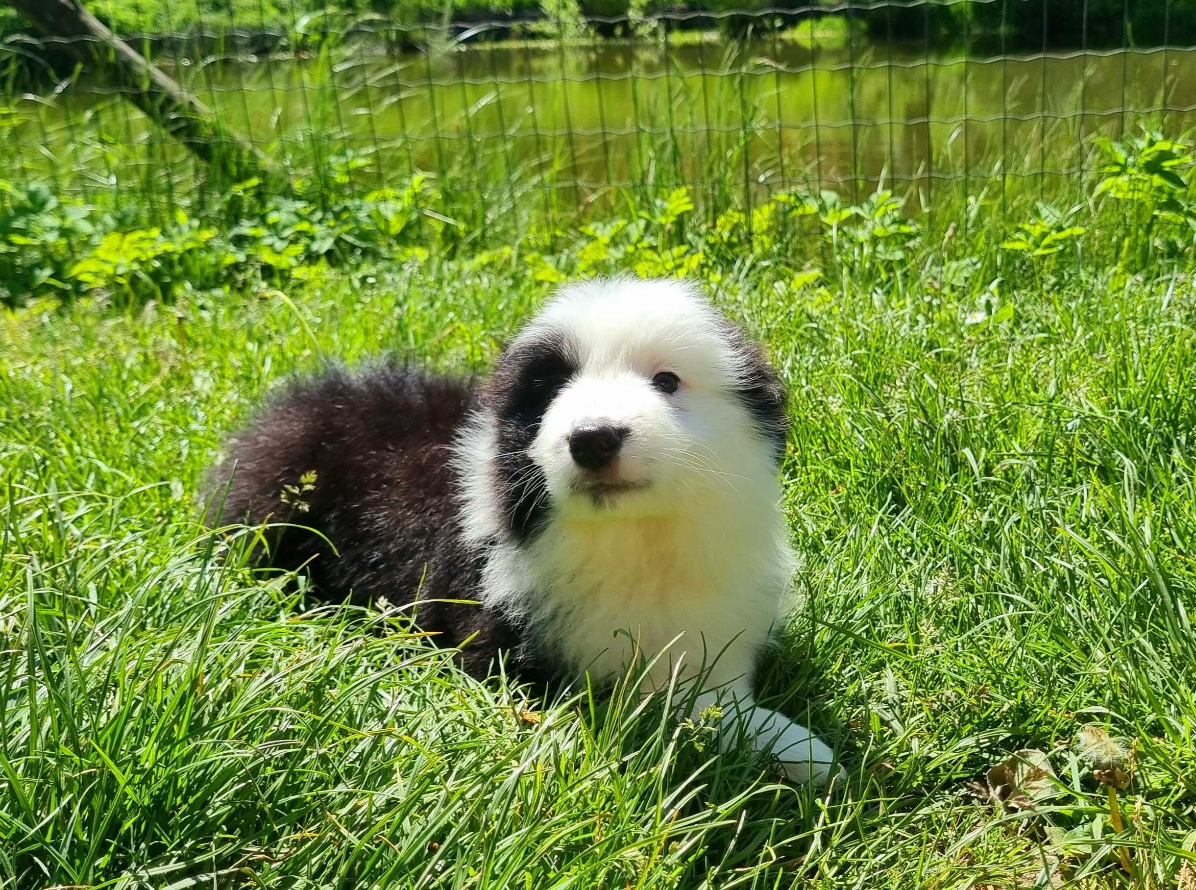 Szczeniak Border Collie Do Odbioru