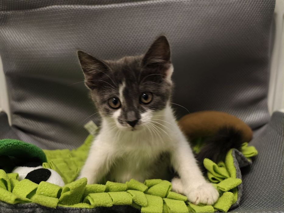 Кошетко дівчинка в пошуках родини