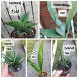 Sansevieria odmiany duży wybór