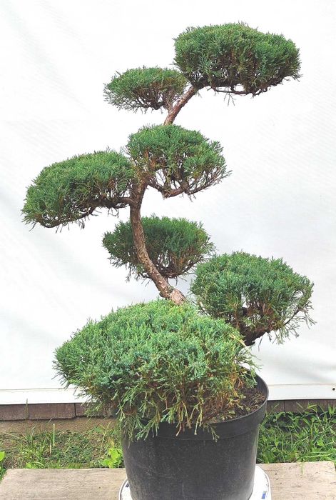 Bonsai Niwaki Jałowiec sabiński MAS
