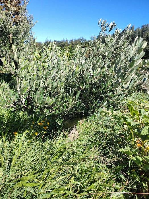 Oliveiras com alguns anos