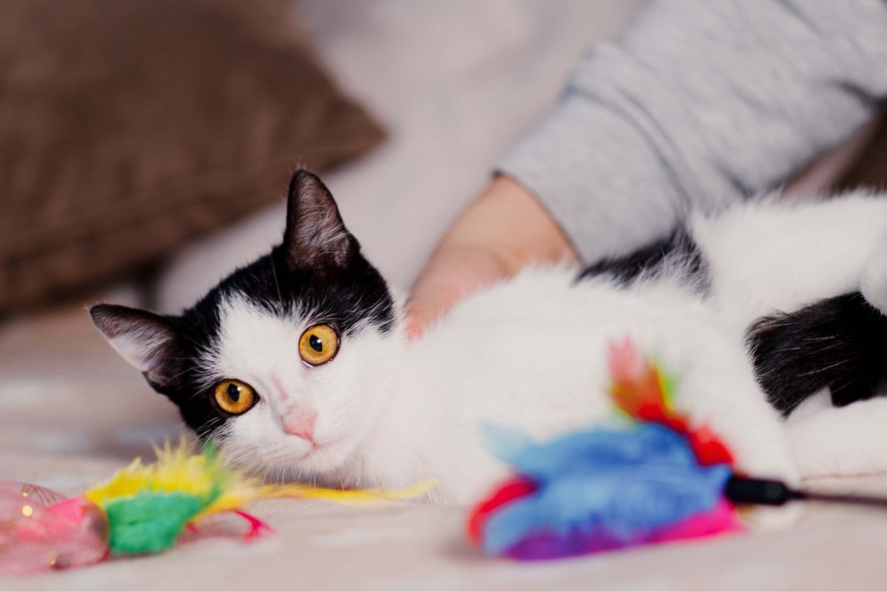 4 miesięczny Jaś i Staś szukają domu razem lub osobno!