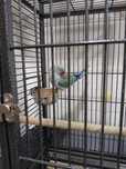 Ring Neck azul cobalto