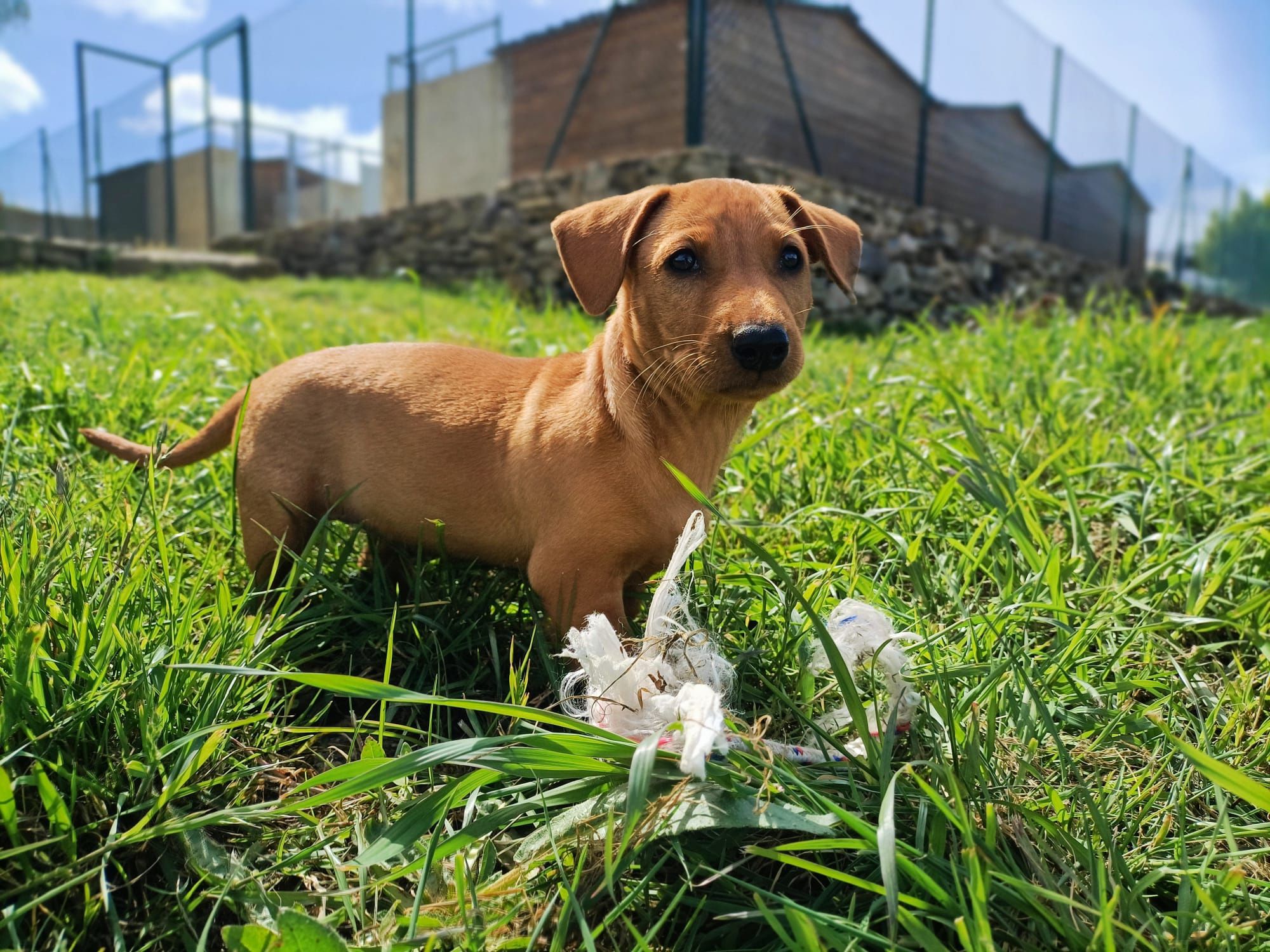 Cachorrinhos para adoção