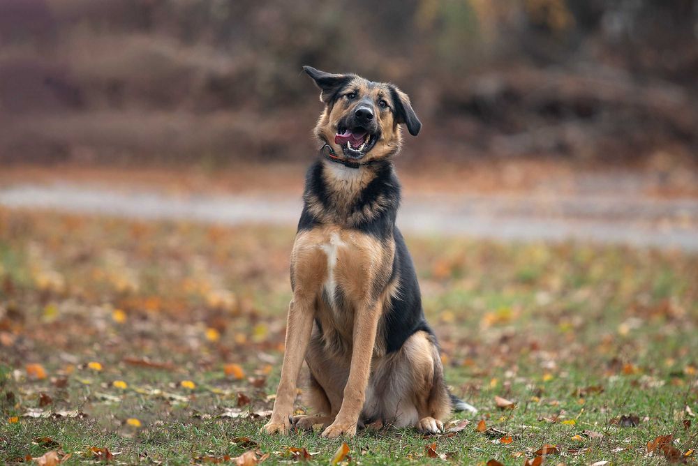 Віддам в добрі руки молодого собаку Кайзера.