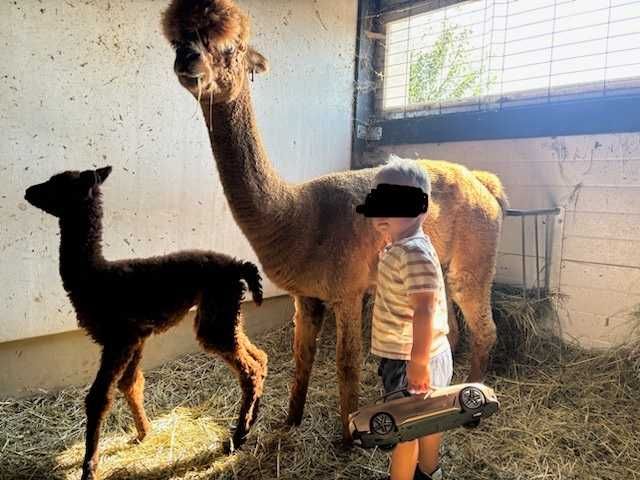 Sprzedam Samice Alpaki Alpaka