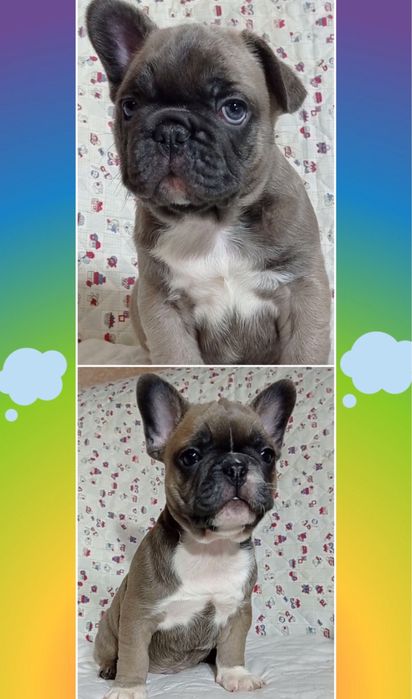 Мини голубопалевые французики!