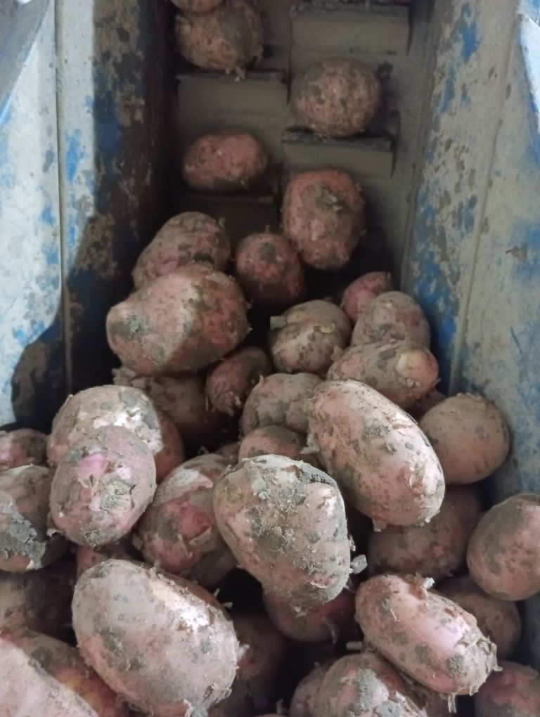 Ziemniaki młode bellarosa 2 zł/kg