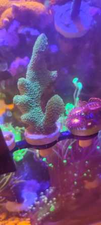 Montipora digitata green akwarium morskie koralowiec