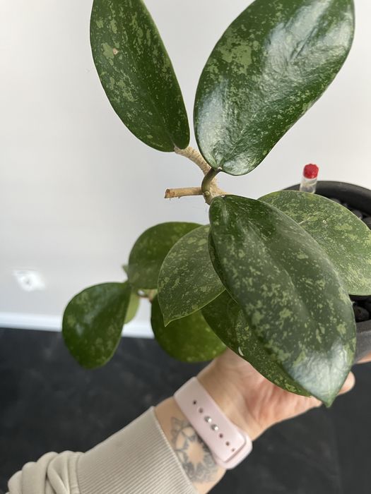 Hoja hoya Parasitica Lao