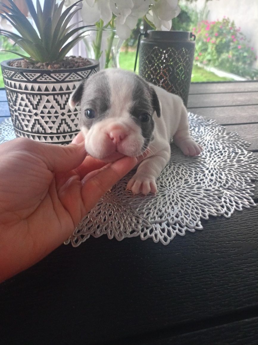 Buldog francuski