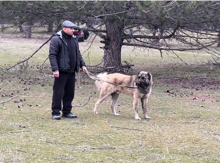 Вязка кобели КВ алабай